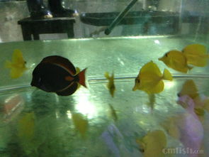 青島鑫源美水族2月20日新到大量進口海水生物，推薦澳洲珊瑚與夏威夷人工五爪貝